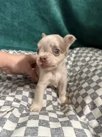 Rex, a male French Bulldog for sale in Lake Placid, FL – 3 of 9