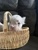 Hershey, a male French Bulldog for sale in Lake Placid, FL – 6 of 6