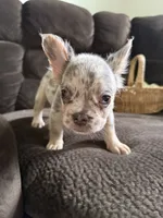 Ginny Jr, a female French Bulldog for sale in Lake Placid, FL – 8 of 9
