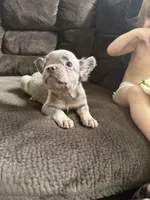 Kong, a male French Bulldog for sale in Lake Placid, FL – 7 of 8