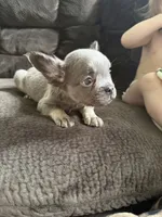 Kong, a male French Bulldog for sale in Lake Placid, FL – 8 of 8