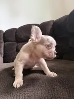 Rex, a male French Bulldog for sale in Lake Placid, FL – 6 of 9