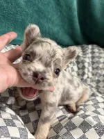 Ginny Jr, a female French Bulldog for sale in Lake Placid, FL – 3 of 5