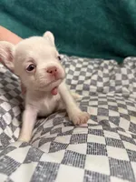 Jack Frost, a male French Bulldog for sale in Lake Placid, FL – 2 of 4