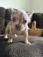 Ginny Jr, a female French Bulldog for sale in Lake Placid, FL – 9 of 9
