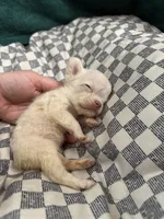 Snoball , a female French Bulldog for sale in Lake Placid, FL – 3 of 3