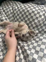 Ginny Jr, a female French Bulldog for sale in Lake Placid, FL – 5 of 5