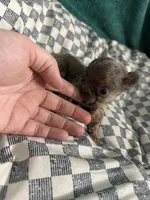 Jayda, a female French Bulldog for sale in Lake Placid, FL – 2 of 6