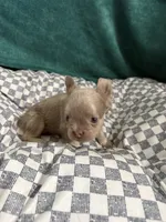 Hershey, a male French Bulldog for sale in Lake Placid, FL – 4 of 4