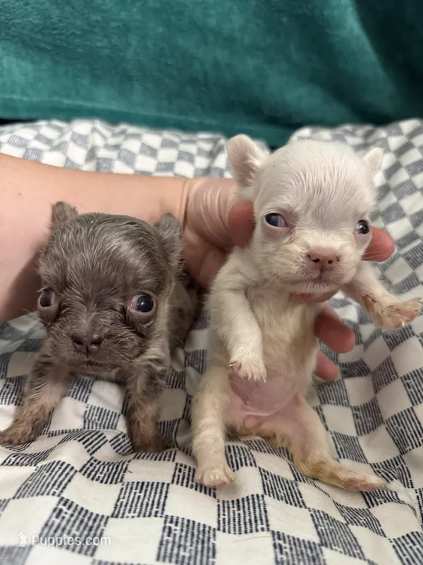 Jayda – French Bulldog puppy for sale in Lake Placid, FL