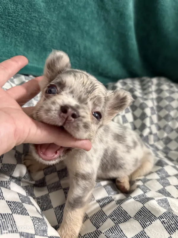 Ginny Jr – French Bulldog puppy for sale in Lake Placid, FL