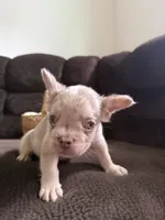 Rex, a male French Bulldog for sale in Lake Placid, FL – 8 of 9