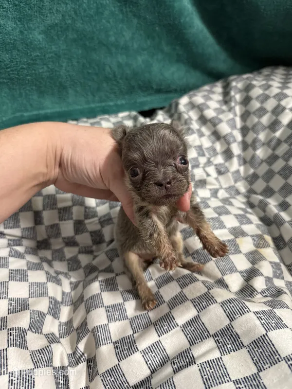 Jayda – French Bulldog puppy for sale in Lake Placid, FL