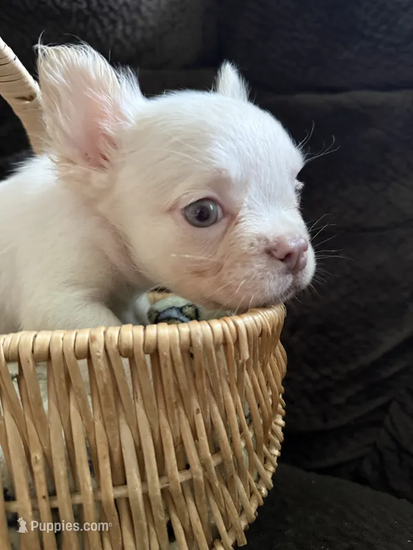 Jack Frost – French Bulldog puppy for sale in Lake Placid, FL