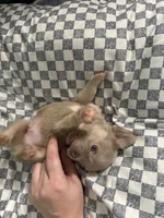 Hershey, a male French Bulldog for sale in Lake Placid, FL – 2 of 4