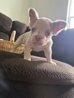 Rex, a male French Bulldog for sale in Lake Placid, FL – 7 of 9