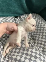Jack Frost, a male French Bulldog for sale in Lake Placid, FL – 4 of 4