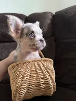 Ginny Jr, a female French Bulldog for sale in Lake Placid, FL – 6 of 9