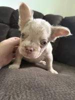 Rex, a male French Bulldog for sale in Lake Placid, FL – 9 of 9