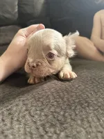 Hershey, a male French Bulldog for sale in Lake Placid, FL – 5 of 6
