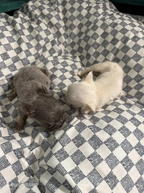 Snoball  – French Bulldog puppy for sale in Lake Placid, FL