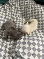Snoball , a female French Bulldog for sale in Lake Placid, FL – 1 of 3