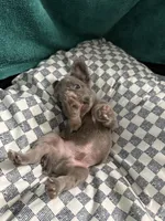 Kong, a male French Bulldog for sale in Lake Placid, FL – 3 of 5