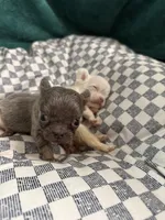 Jayda, a female French Bulldog for sale in Lake Placid, FL – 3 of 6