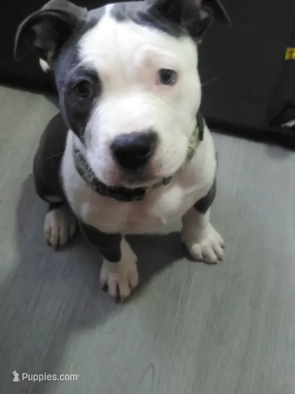 Lola – American Pit Bull Terrier puppy for sale in Waterbury, CT