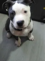 Lola, a female American Pit Bull Terrier for sale in Waterbury, CT – 1 of 1