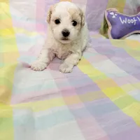  Patch , a female Shihpoo for sale in Belleville, MI – Photo 5 of 10