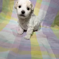  Patch , a female Shihpoo for sale in Belleville, MI – Photo 4 of 10