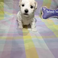  Patch , a female Shihpoo for sale in Belleville, MI – Photo 1 of 10