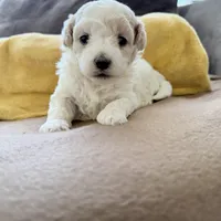  Patch , a female Shihpoo for sale in Belleville, MI – Photo 6 of 10