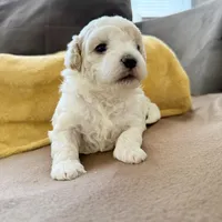  Patch , a female Shihpoo for sale in Belleville, MI – Photo 7 of 10