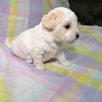  Patch , a female Shihpoo for sale in Belleville, MI – Photo 2 of 10