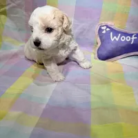  Patch , a female Shihpoo for sale in Belleville, MI – Photo 8 of 10