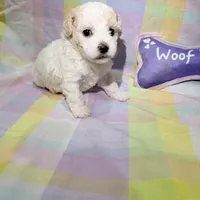  Patch , a female Shihpoo for sale in Belleville, MI – Photo 9 of 10