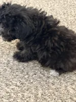 Penny, a female Shihpoo for sale in Belleville, MI – Photo 4 of 10