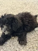 Penny, a female Shihpoo for sale in Belleville, MI – Photo 2 of 10