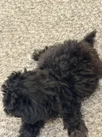 Penny, a female Shihpoo for sale in Belleville, MI – Photo 5 of 10