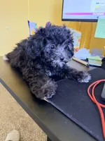 Penny, a female Shihpoo for sale in Belleville, MI – Photo 10 of 10