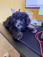 Penny, a female Shihpoo for sale in Belleville, MI – Photo 7 of 10