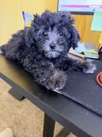 Penny, a female Shihpoo for sale in Belleville, MI – Photo 8 of 10