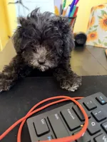 Penny, a female Shihpoo for sale in Belleville, MI – Photo 9 of 10