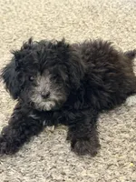 Penny, a female Shihpoo for sale in Belleville, MI – Photo 6 of 10