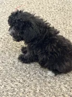 Penny, a female Shihpoo for sale in Belleville, MI – Photo 3 of 10