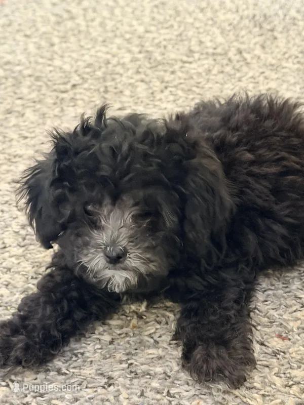 Pepper – Shihpoo puppy for sale in Belleville, MI