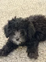 Penny, a female Shihpoo for sale in Belleville, MI – Photo 1 of 10