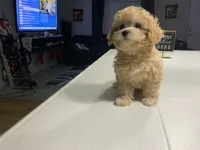 Fried Chicken , a female Shihpoo for sale in Belleville, MI – Photo 3 of 5
